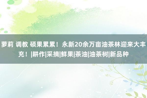 萝莉 调教 硕果累累！永新20余万亩油茶林迎来大丰充！|耕作|采摘|鲜果|茶油|油茶树|新品种